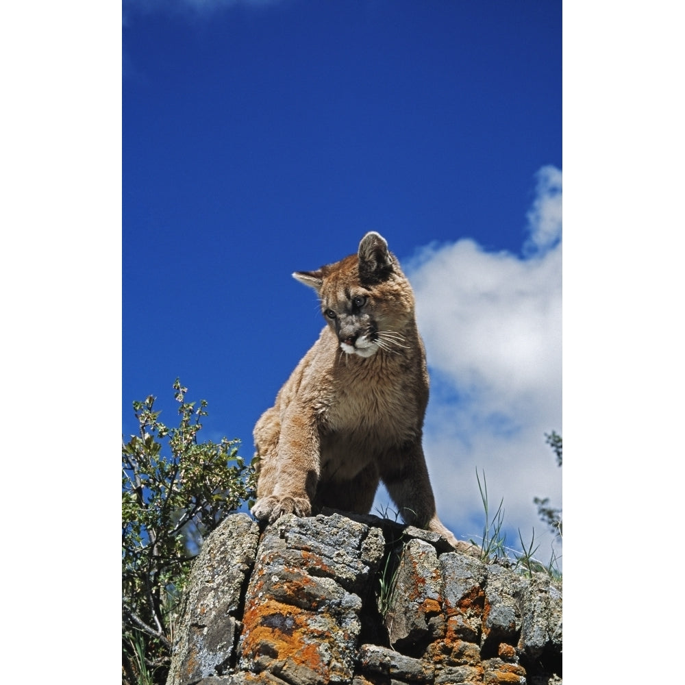 Young Mountain Lion Looks Down From Rock Outcrop; Montana Usa Poster Print Image 1