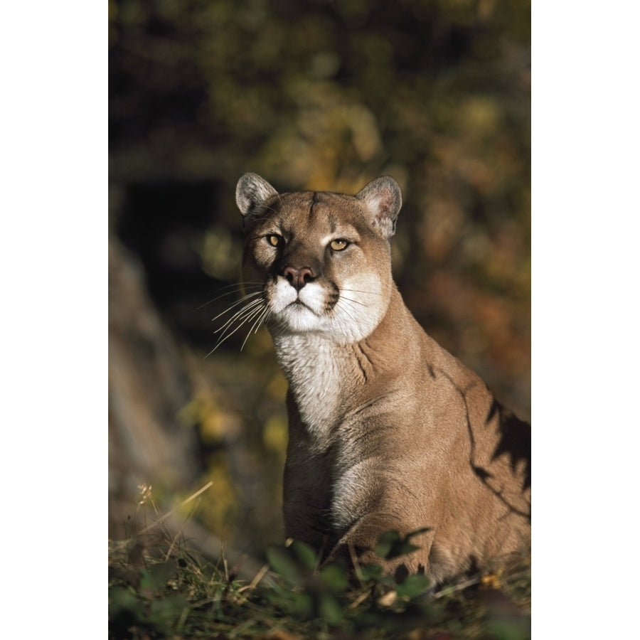 Portrait Of Mountain Lion; Idaho Usa Poster Print Image 1