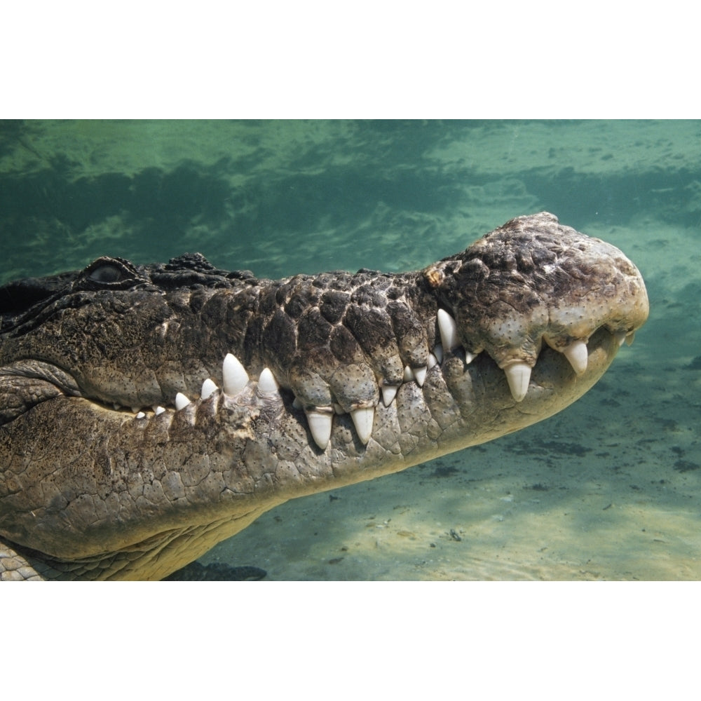 Close-Up Of Saltwater Crocodile Underwater Poster Print Image 1