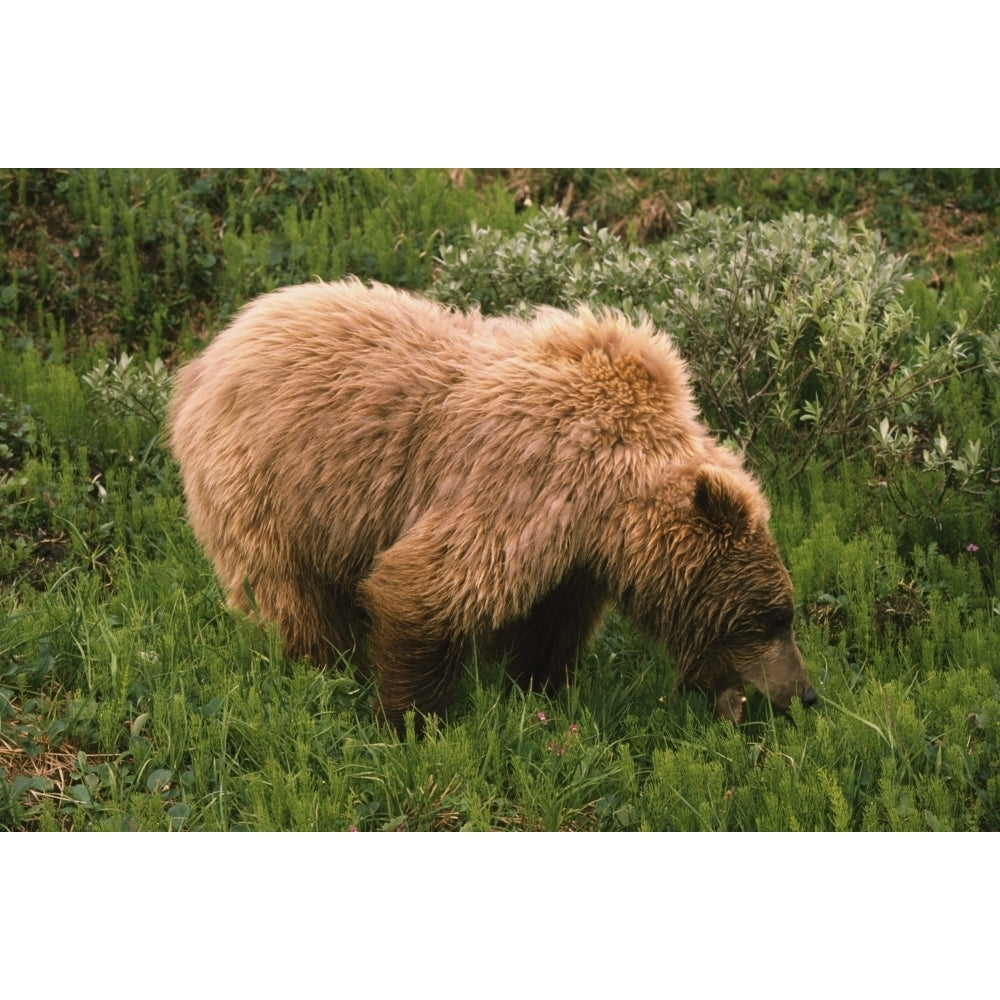 Grizzly Bear Eating Bear Grass Denali National Park Alaska Usa Poster Print Image 1