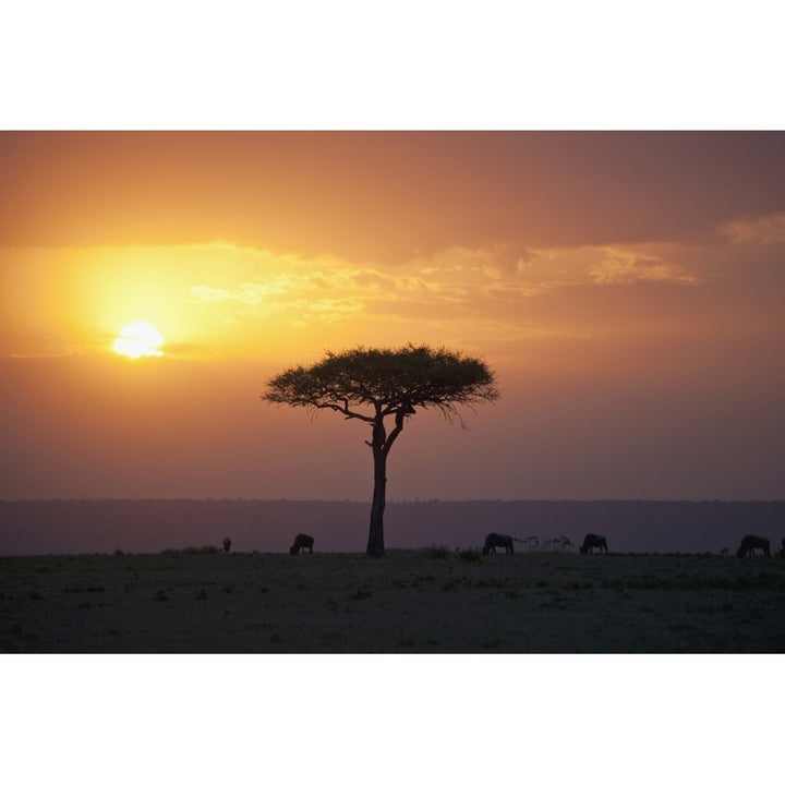 Acacia Trees At Sunset Mara River Maasai Mara Kenya Africa Poster Print Image 2