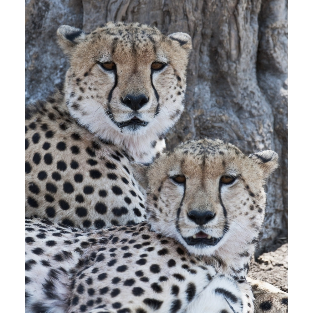 Cheetahs Poster Print Image 1