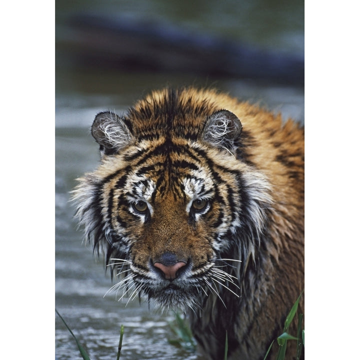 Portrait Of Wet Siberian Tiger Poster Print Image 1