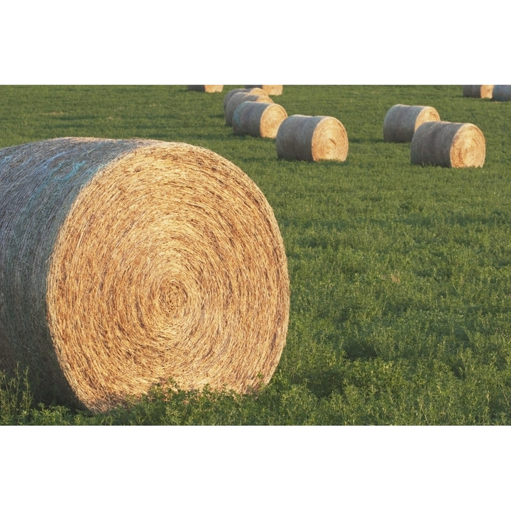 Hay Bales In Green Alfalfa Field Alberta Canada Poster Print Image 1