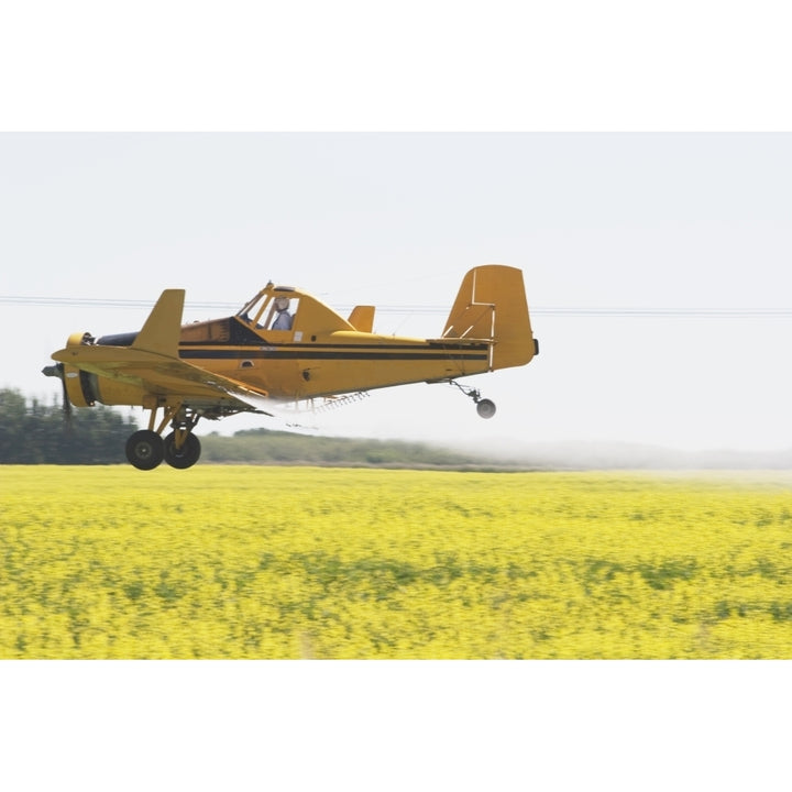 Crop Duster Spraying Flowering Canola Field Poster Print Image 1