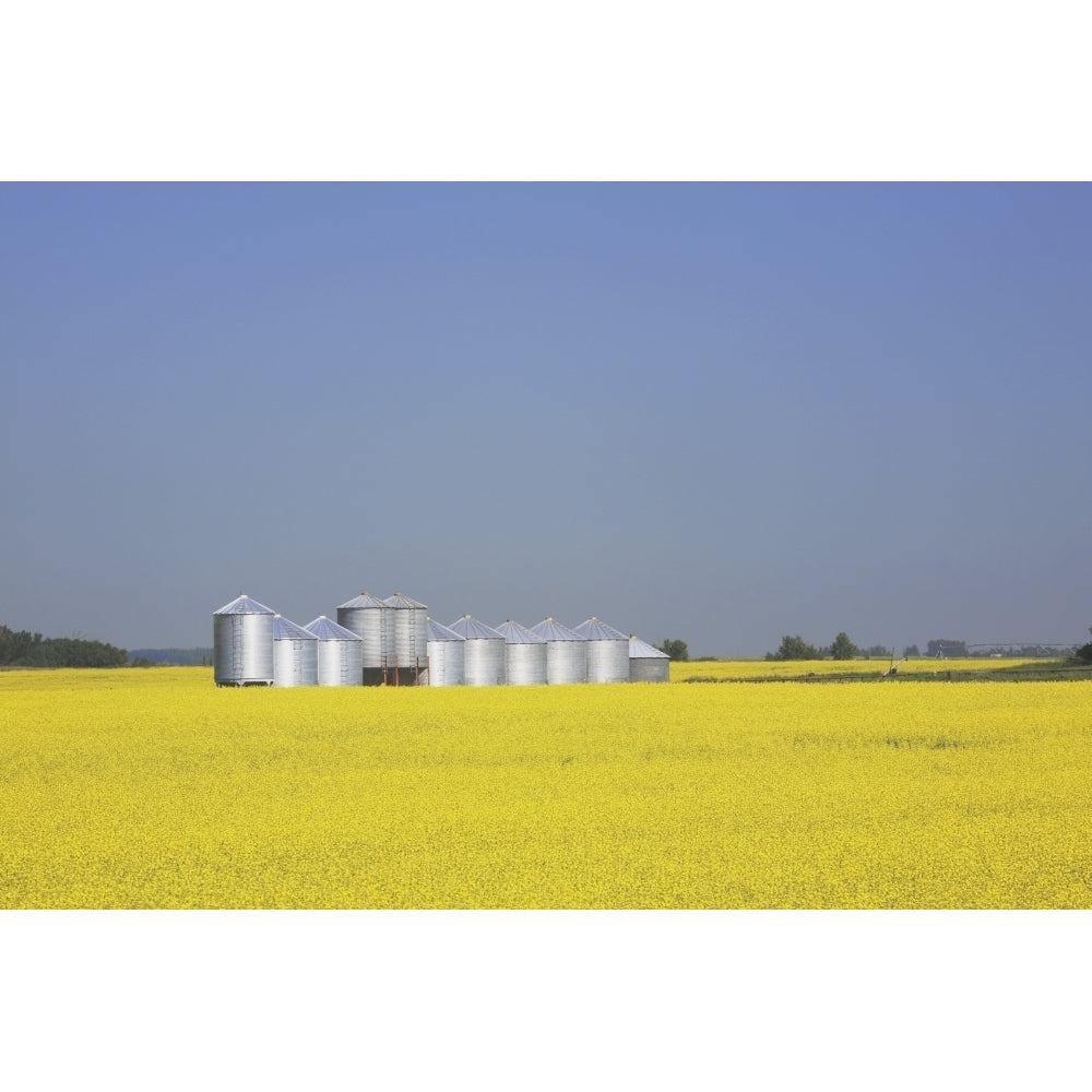 Row Of Metal Grain Bins In Canola Field Alberta Canada Poster Print Image 1