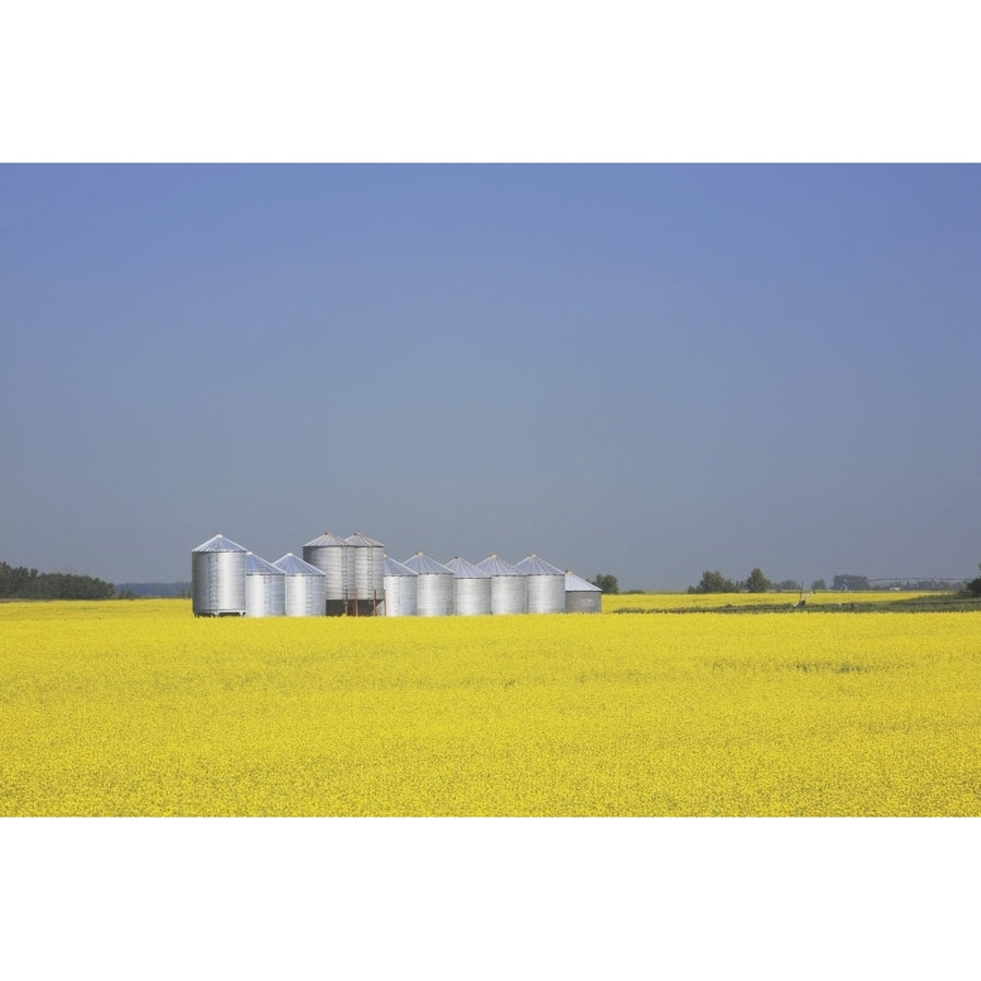 Row Of Metal Grain Bins In Canola Field Alberta Canada Poster Print Image 1