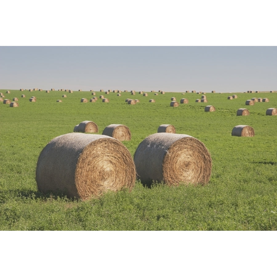 Hay Bales In A Green Alfalfa Field Poster Print Image 1