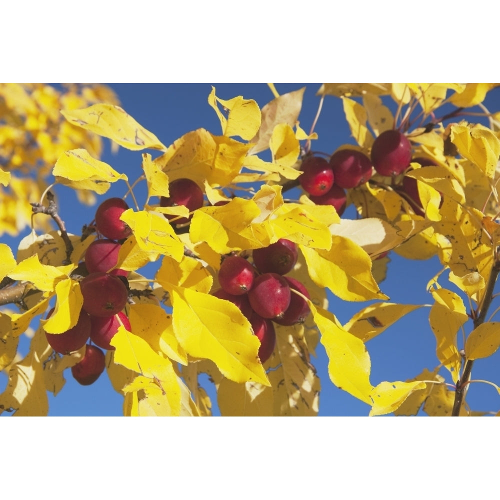 Calgary Alberta Canada; Crab Apples On A Tree With Yellow Leaves In Autumn Poster Print Image 2