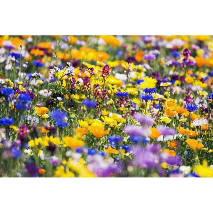 Wildflowers Mount Hood Oregon Usa Poster Print Image 2