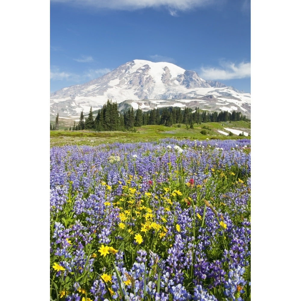 Mount Rainier National Park Washington United States Of America; Wildflowers In Paradise Park With Mount Rainier In Th 1 Image 1