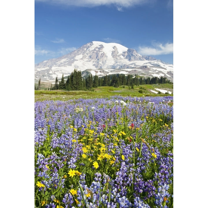 Mount Rainier National Park Washington United States Of America; Wildflowers In Paradise Park With Mount Rainier In Th 1 Image 1