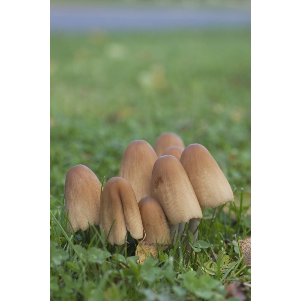 Mushrooms Growing In The Grass Poster Print Image 2