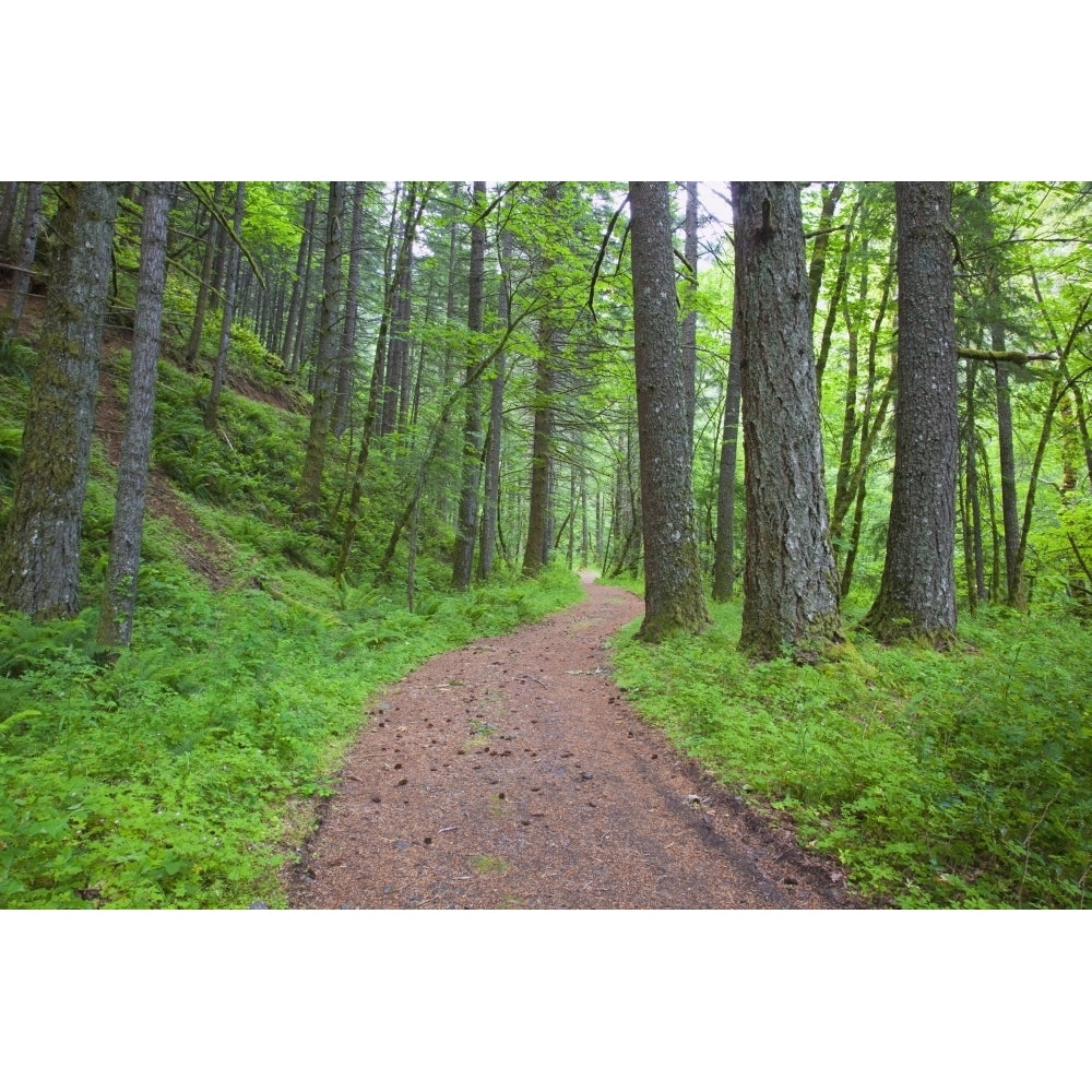 Columbia River Gorge National Scenic Area Oregon United States Of America; Path Running Through The Forest Image 1