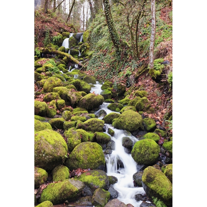 Happy Valley Oregon United States Of America; Green Moss On The Rocks Along A Small Waterfall Poster Print Image 1