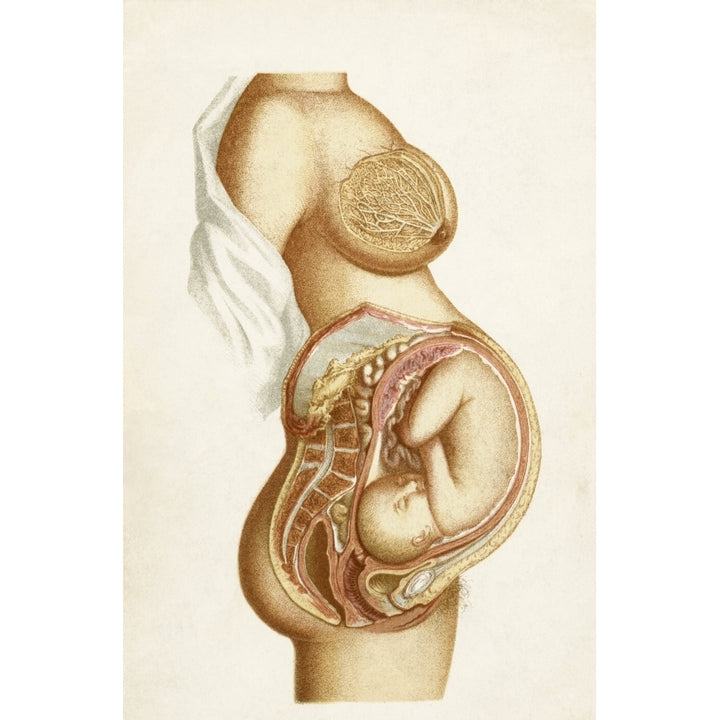 Semi-Diagrammatic Section Of A Full Time Pregnancy Showing Position Of Foetus In Utero From The Book Handbook Of Obstet Image 1