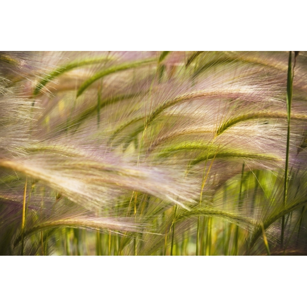 Prairie Grass Blowing In The Wind; Mayo Yukon Poster Print Image 1