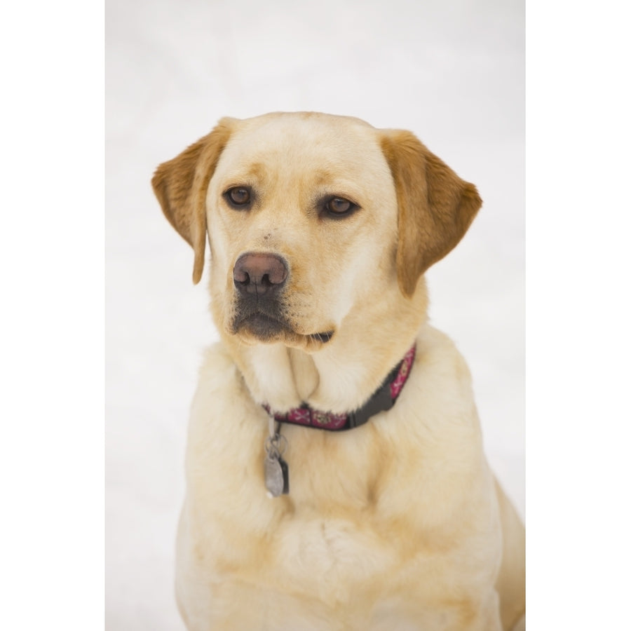 Golden Labrador Retriever Dog Poster Print Image 1