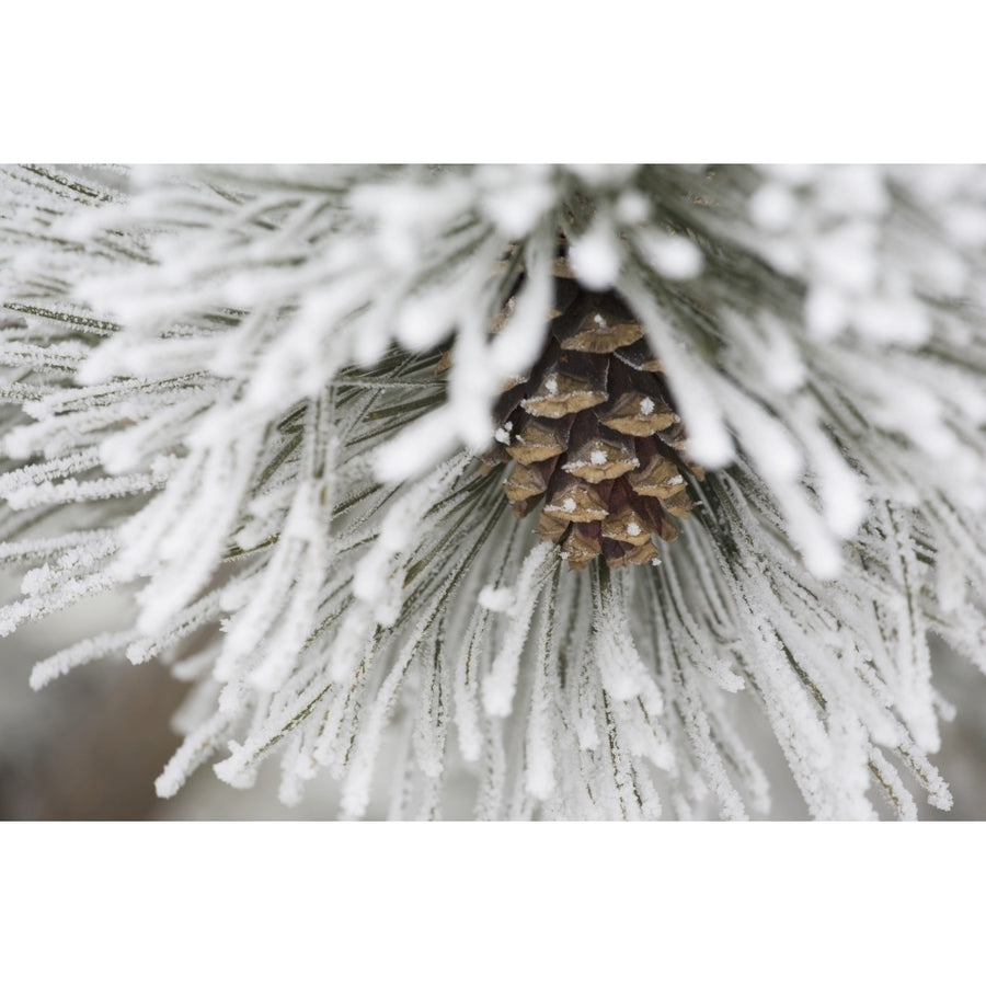 Calgary Alberta Canada; Frost Covered Pine Needles And A Pine Cone Poster Print Image 1