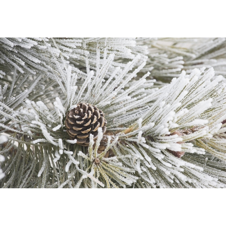 Calgary Alberta Canada; Frost Covered Pine Needles And A Pine Cone Poster Print Image 1