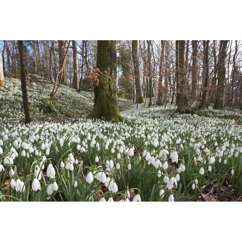 Dumfries Scotland; Snowdrops Poster Print Image 2