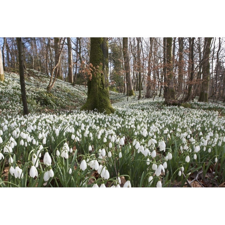 Dumfries Scotland; Snowdrops Poster Print Image 1