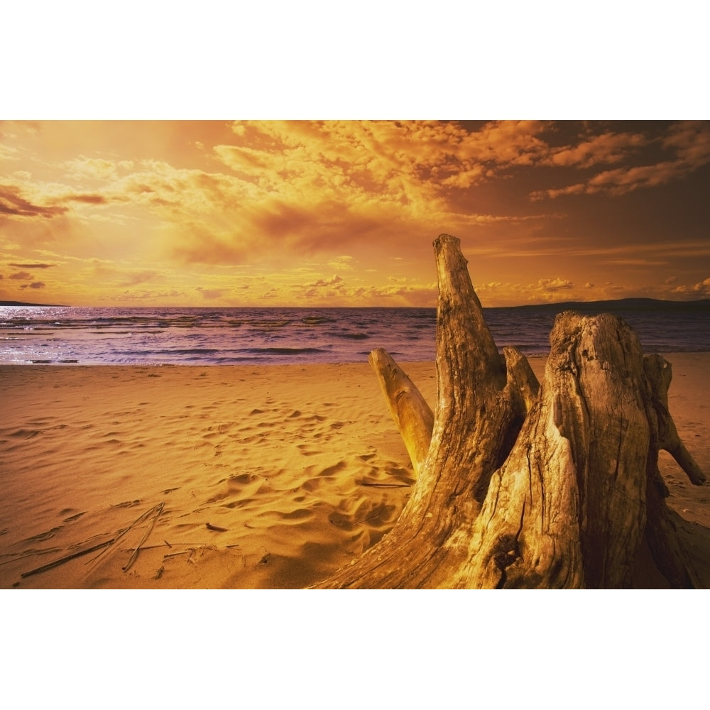 Alberta Canada; Driftwood On A Beach At Sunset Poster Print Image 2