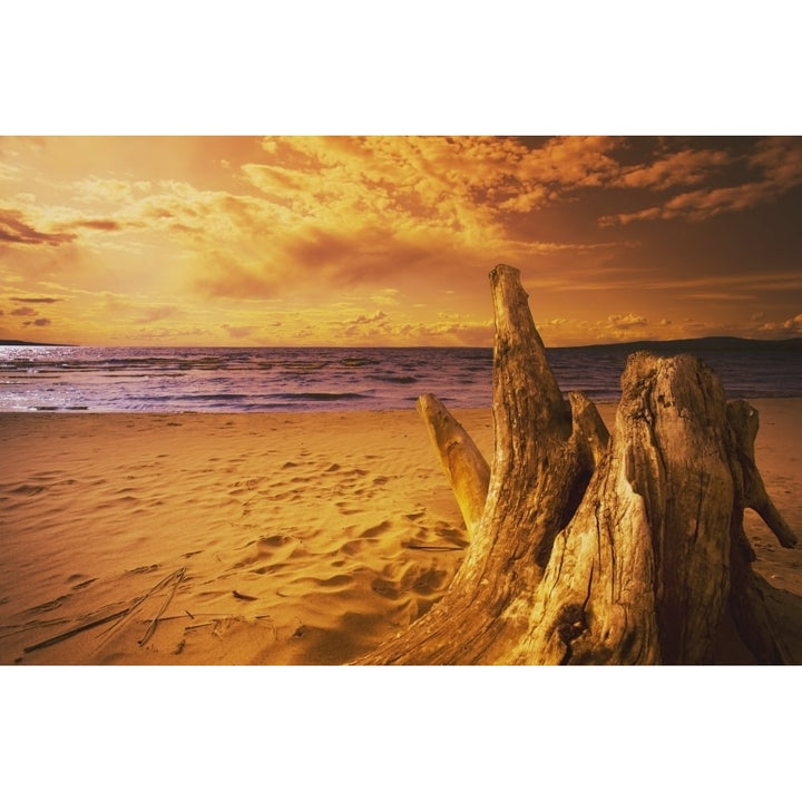 Alberta Canada; Driftwood On A Beach At Sunset Poster Print Image 1