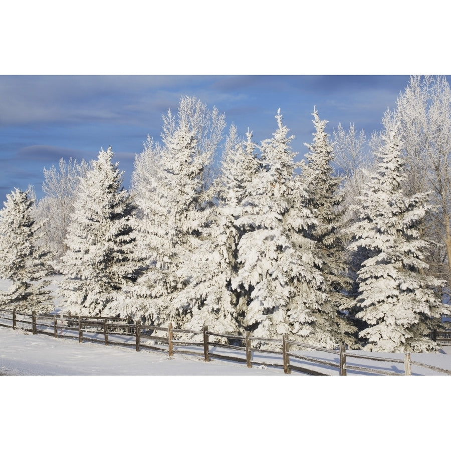 Calgary Alberta Canada; Snow Covered Evergreen Trees And A Wooden Fence Poster Print Image 1