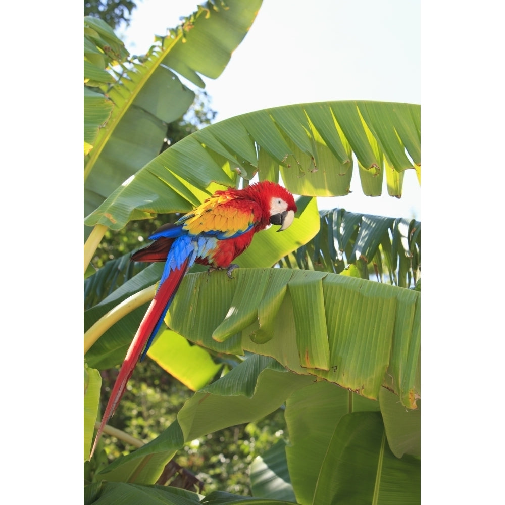 Roatan Bay Islands Honduras; A Scarlet Macaw In The Rehab Center and Forest Preserve On Mango Key Across From Coxen Hole Image 1