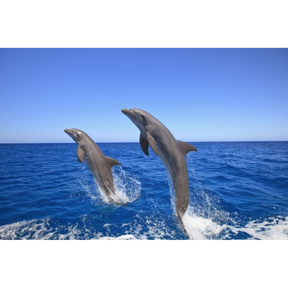 Roatan Bay Islands Honduras; Bottlenose Dolphins Jumping In The Caribbean Sea Print Image 1