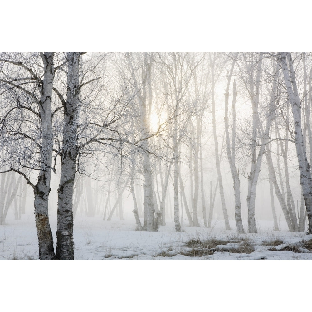 Ontario Canada; Birch Trees In The Fog Poster Print Image 2