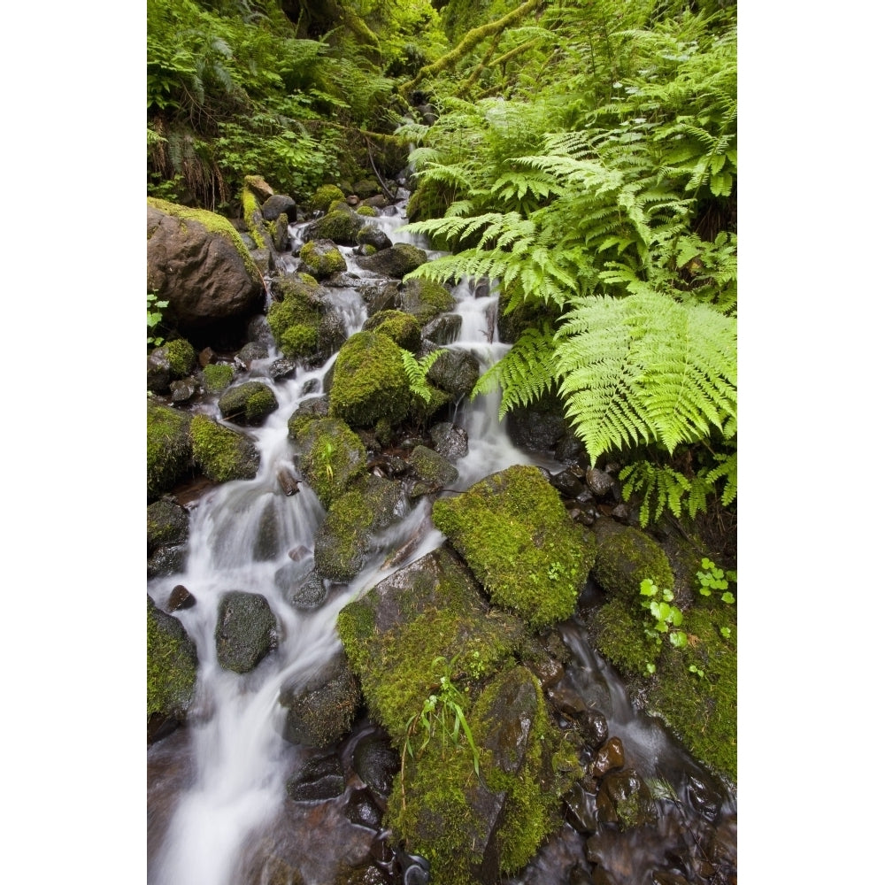 Oregon United States Of America Lush Green Foliage Along A Small Creek In Image 1