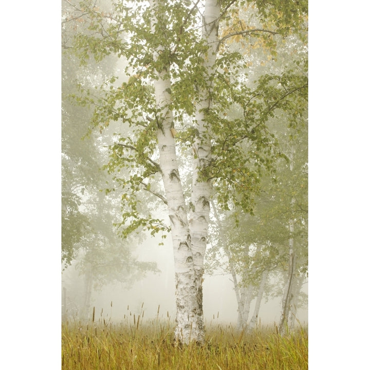 Birch Trees In The Fog; Thunder Bay Ontario Canada Poster Print Image 2