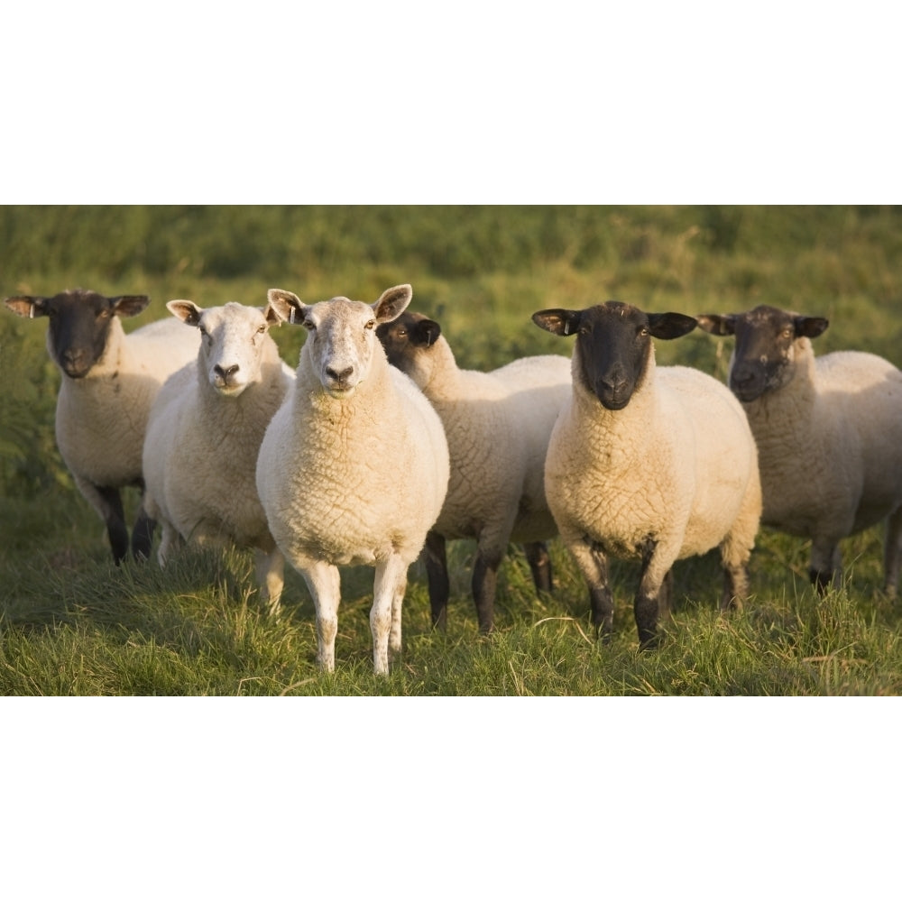 Sheep In A Pasture; Yorkshire England Poster Print Image 1