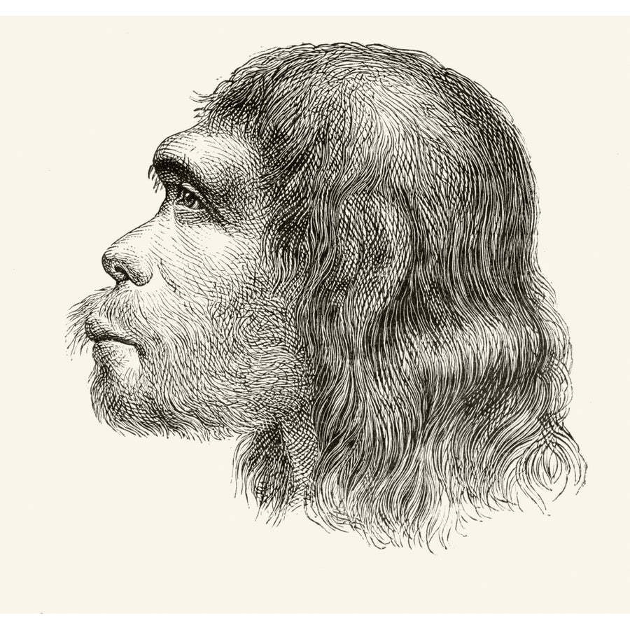 Head Of A Neanderthal Man. Illustration From A 19Th Century Reconstruction. From Image 1