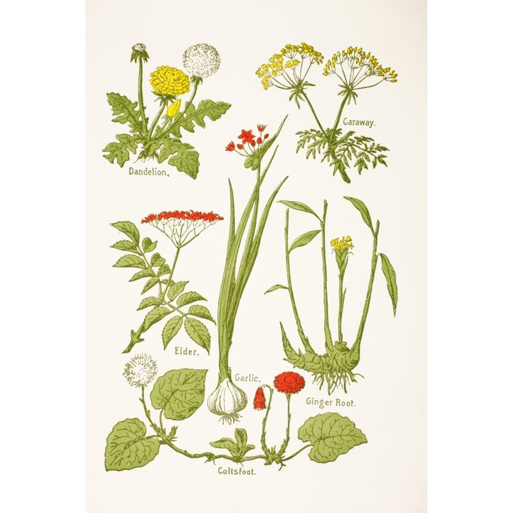 Medicinal Herbs And Plants. Clockwise From Top Left Dandelion Caraway Ginger Image 2