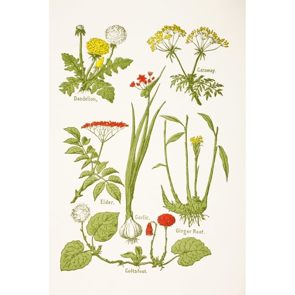 Medicinal Herbs And Plants. Clockwise From Top Left Dandelion Caraway Ginger Image 1