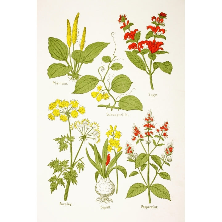 Medicinal Herbs And Plants. Clockwise From Top Left Plantain Sarsaparilla Image 2