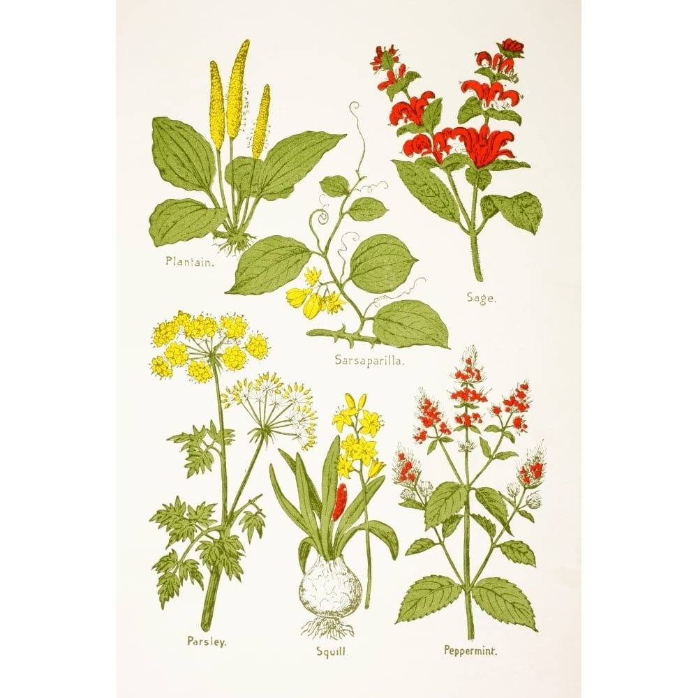 Medicinal Herbs And Plants. Clockwise From Top Left Plantain Sarsaparilla Image 1