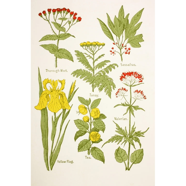 Medicinal Herbs And Plants. Clockwise From Top Left Thorough Wort Tansy Image 1