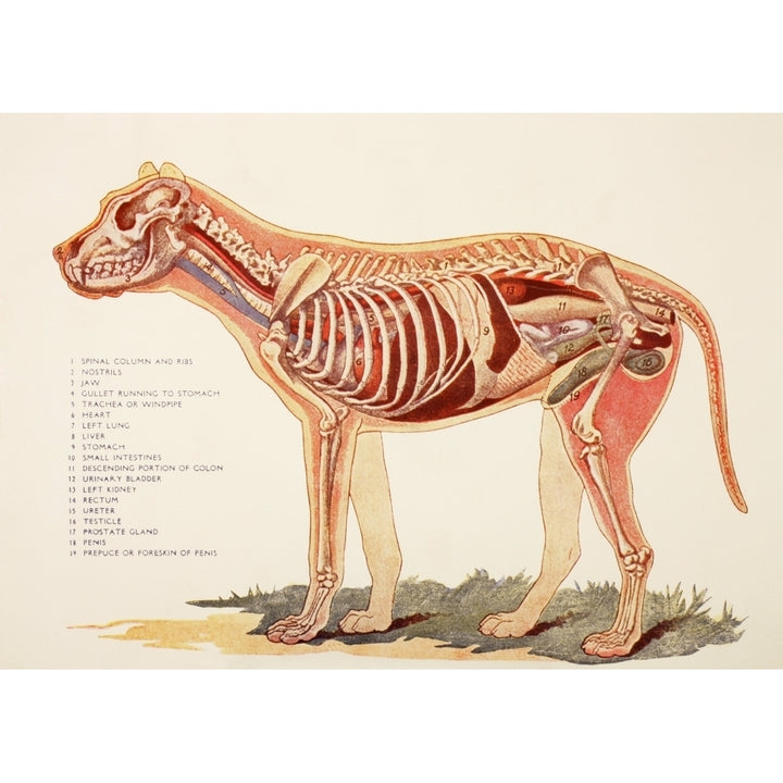 Internal Organs Of A Male Dog. From Virtues Household Physician Published London 1924. Poster Print Image 1