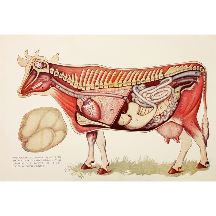 Internal Organs Of A Cow Withn The Rumen Illustrated To One Side To Reveal Other Digestive Organs Beneath It From Virtu Image 2