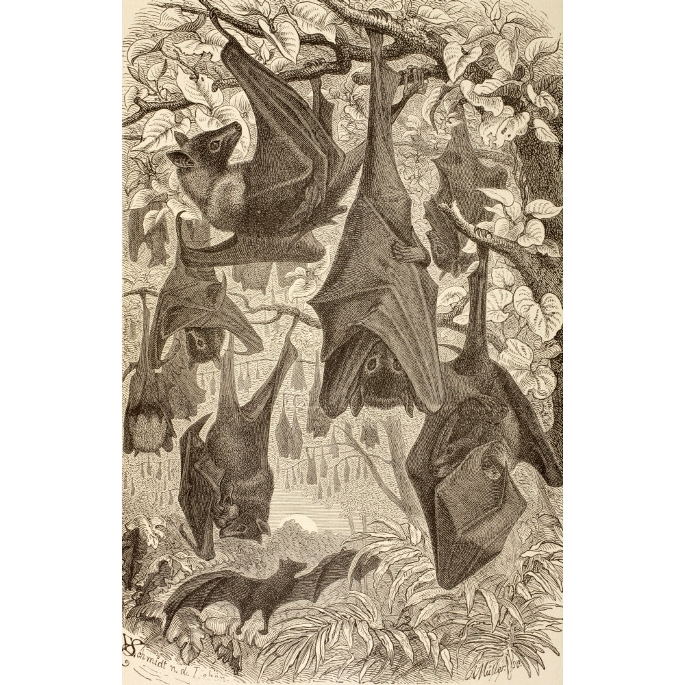 Flying Foxes Also Known As Fruit Bats. From La Vida De Los Animales Published Spain Circa 1885. Poster Print Image 2