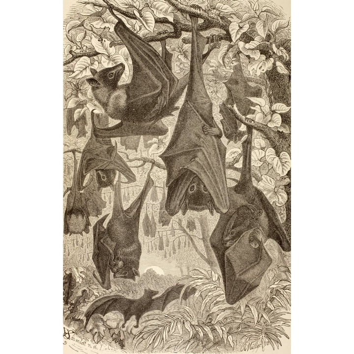 Flying Foxes Also Known As Fruit Bats. From La Vida De Los Animales Published Spain Circa 1885. Poster Print Image 1