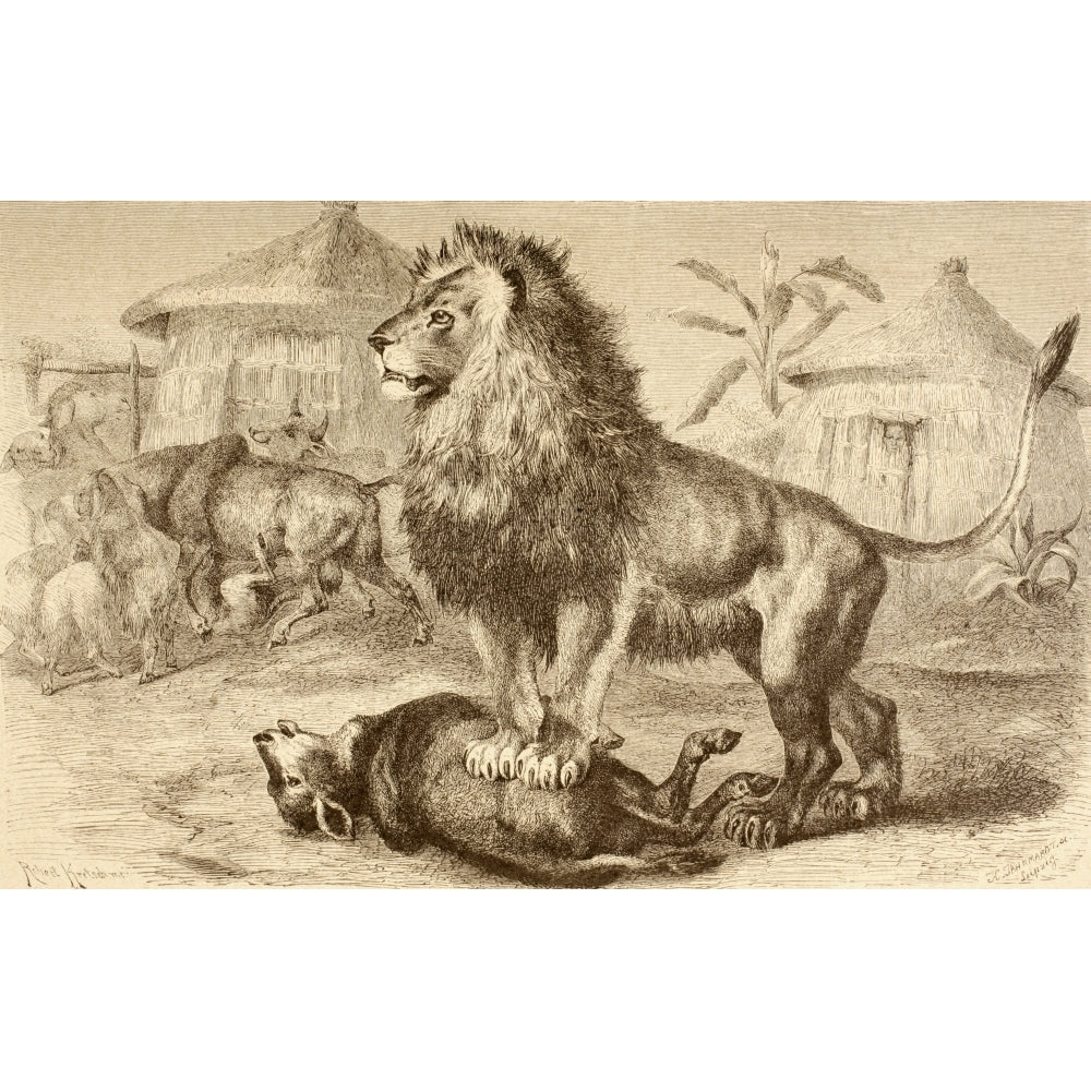 A Lion After Making A Kill In The Middle Of An African Village From La Vida De Los Animales Published Spain Circa 1885 1 Image 1