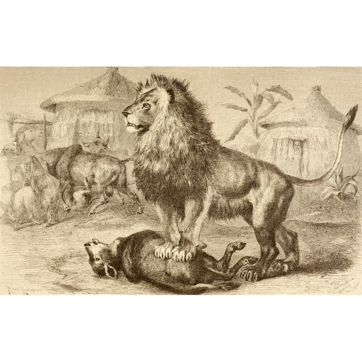 A Lion After Making A Kill In The Middle Of An African Village From La Vida De Los Animales Published Spain Circa 1885 1 Image 2