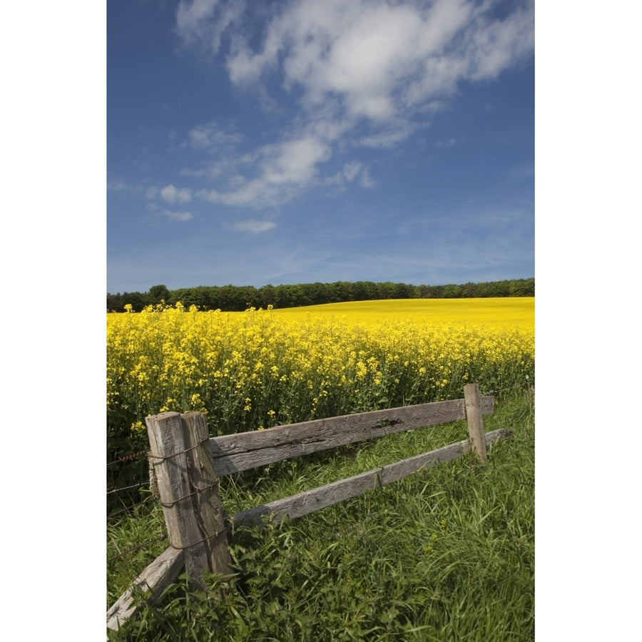 A Wooden Fence Along A Field Of Canola; Northumberland England Poster Print Image 1