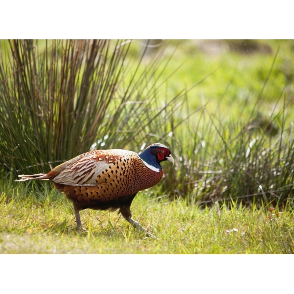 Pheasant ; Northumberland England Poster Print Image 1