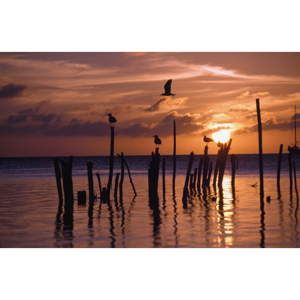 Silhouette Of Seagulls On Posts In Sea At Sunset Poster Print Image 1